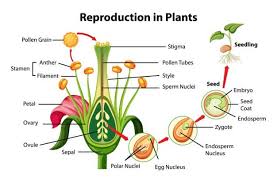 2. Reproduction in plants and animals